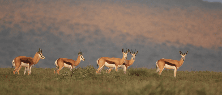 Antelopes-cropped-940×403