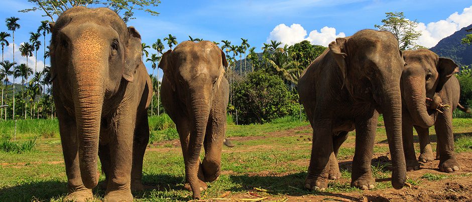 Elephant Hills Thailand