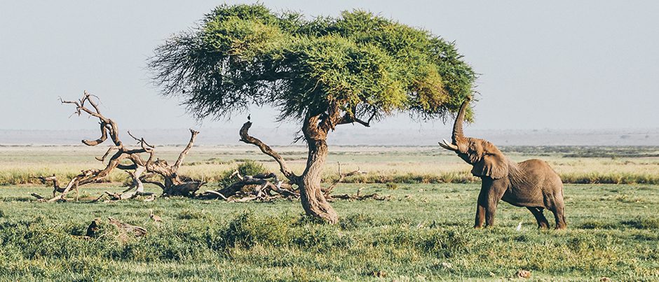 South-africa