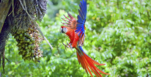 Costa Rica animal paradise Tots Too
