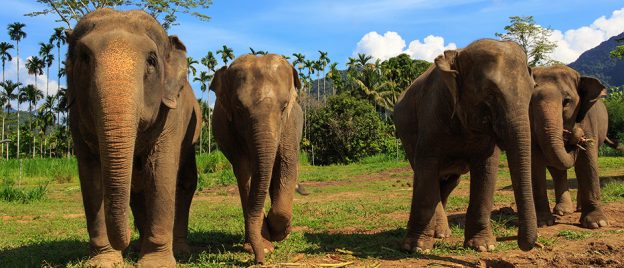 Elephant Hills Thailand