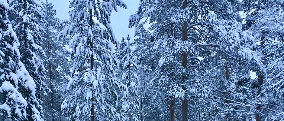 cropped snow 2